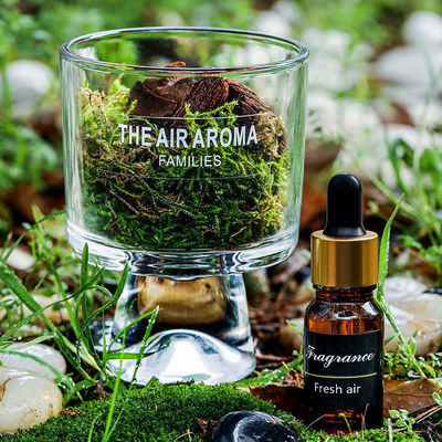 Diseñador 100ml Moss Diffuser Set Regalo Mantener el aire fresco con aceite perfumado creativo